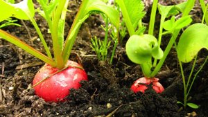 Не забудьте посеять в июне!