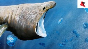 ТОП 5 САМЫХ БОЛЬШИХ МОНСТРОВ ОКЕАНА!