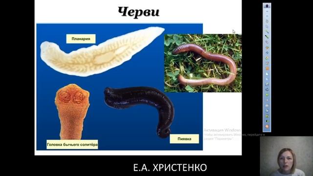 5 класс, занятие 08.04.2020, беспозвоночные животные