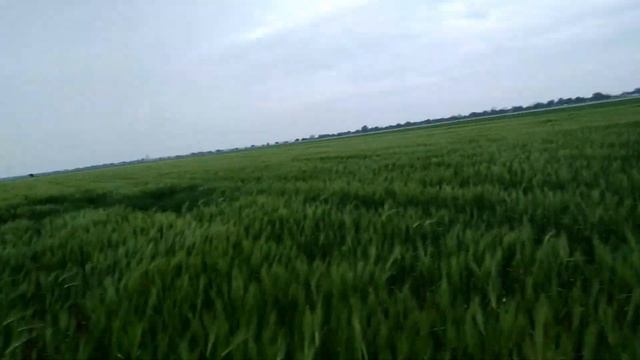 Крымский озимый ячмень Онега! Состояние на 17.05.21 смотреть онлайн