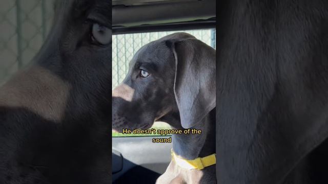 #funnydogvideos #funny #weimaraner #puppy