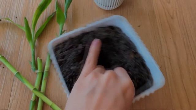 Transplanting Lucky Bamboo Plant (Dracaena sanderiana) in Soil! - Philippines смотреть онлайн