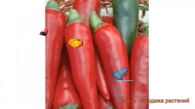 Перец острый Перец острый Красный толстяк ? обзор: как сажать, семена перца