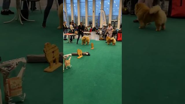 Нижний Новгород 15.10.2021 Моно чау-чау сравнение на ЛЮ смотреть онлайн