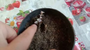 Черенкую Кализию " Розовую Пантеру