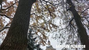 Белочки резвятся