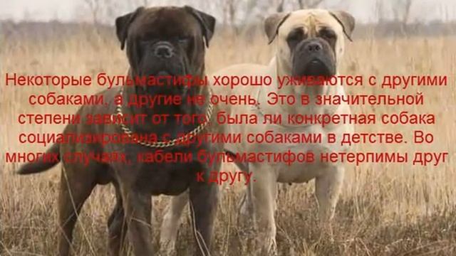 Бульмастиф описание породы содержание и уход смотреть онлайн