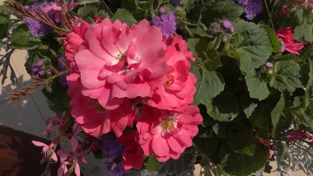 Усадьба: «Цветники» смотреть онлайн