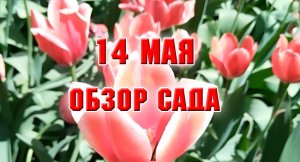 14 мая. Обзор сада