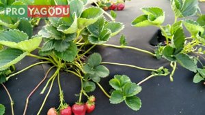 Клубника Кабрило. Первое плодоношение и впечатление.