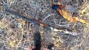 ОХОТА НА ФАЗАНА С РУЖЬЕМ ТОЗ БМ 16 КАЛИБР