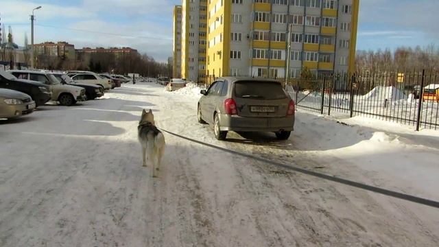 Как правильно держать поводок, чтобы он не путался?