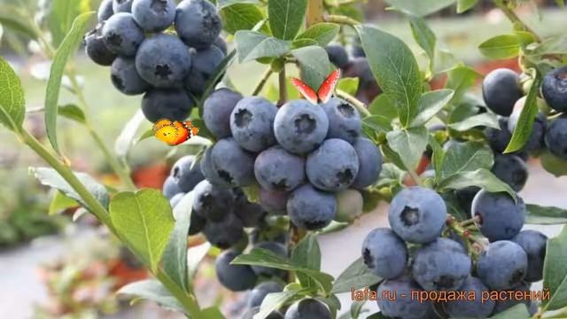Голубика высокорослая Ханнас Чойс ? обзор: как сажать, саженцы голубики Ханнас Чойс смотреть онлайн
