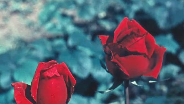 Розы ГБС смотреть онлайн