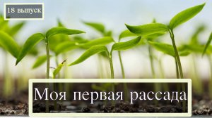 Моя первая рассада