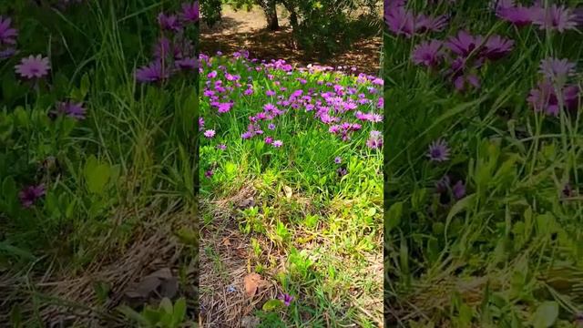 💜🌷 Purple daisies in bloom #nature #photography #flowers