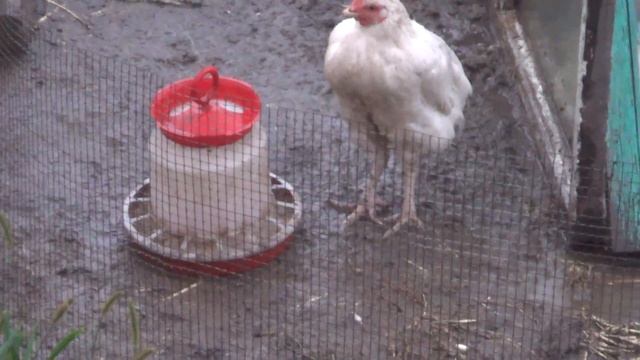 Настроил видеонаблюдение, приглашение на стрим смотреть онлайн