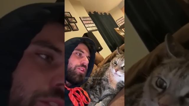 Котики