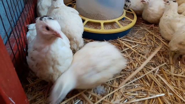 Напольное содержание перепелов кому хорошо, кому нет.