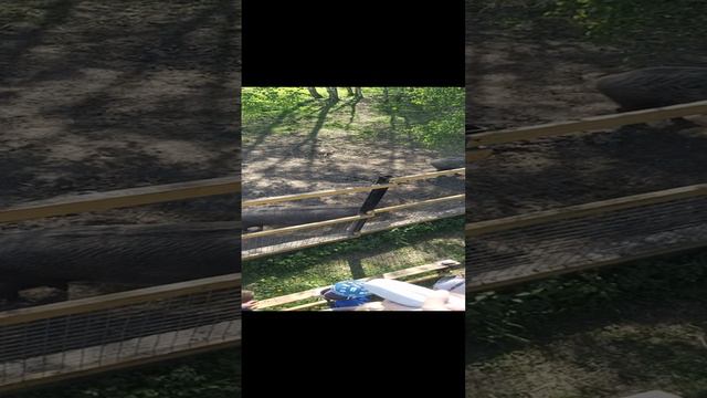 Кабаны, самка и самец, Национальный парк "Лосиный остров". смотреть онлайн