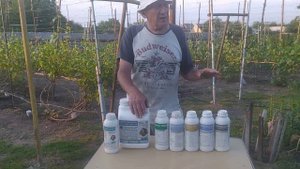 Внекорневая подкормка винограда перед цветением
