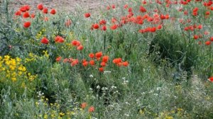 Край любимый! Сердцу снятся скирды солнца..Сергей Есенин (слушать стихи)