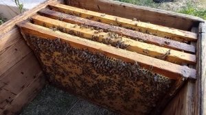 А если завести пчёл? Моя маленькая пасека. Рассказ про пчеловодство для начинающих