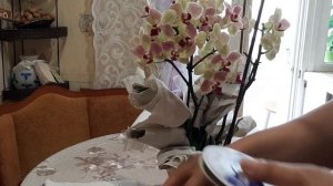 Как правильно подготовить орхидею к транспортировке
