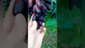 Виноград Красава, селекции Калугина В.М.