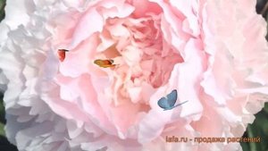 Пион травянистый Шифон Парфе (paeonia shifon-parfe) ? обзор: как сажать, луковицы пиона Шифон Парфе