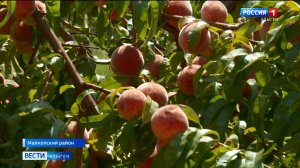 Садоводы начали массовый сбор урожая. Сейчас активная фаза созревания персиков
