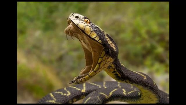 I am predicting: Harris' plane will crash on Nov 7 = SNAKE BITE IS THE MARK! смотреть онлайн