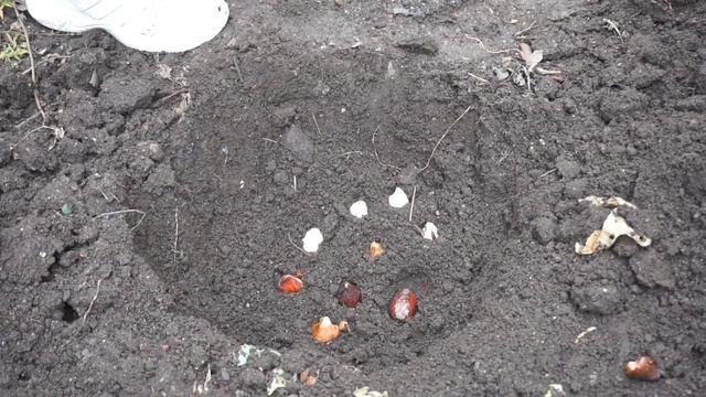 Посадка тюльпанов осенью, а именно в ноябре!Огородная обстановка 18 ноября. смотреть онлайн