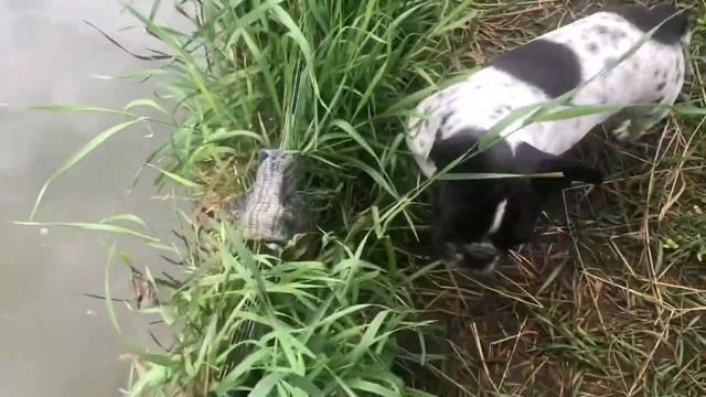 Как удалить плавающий мусор в пруду смотреть онлайн