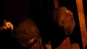 ЦЕСАРКИ С ЧЕМ И КАК ИХ ЕДЯТ. СОДЕРЖАНИЕ И ВЫВЕДЕНИЕ ЦЕСАРОК