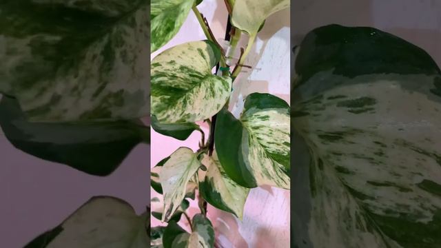 Marble queen. Marble apple #tiktok #urbanjungle #urbangardening #scindapsus #scindapsuspictus #eco смотреть онлайн