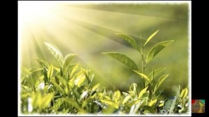 Великий круговорот жизни