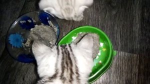 чем кормить котенка 2 месяца | свежая рыба