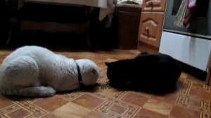 два кота. противостояние черное и белое. кто возмет верх..mp4