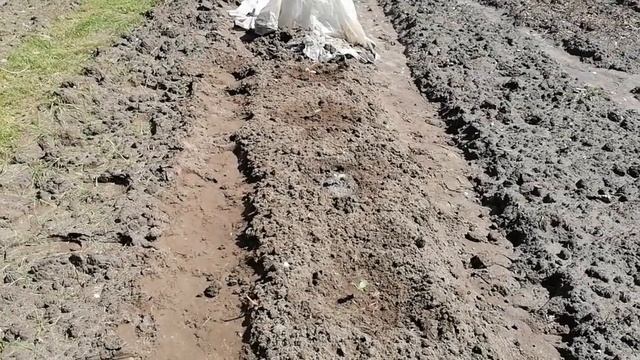 Высадка рассады дыни в грунт. Грядка для арбузов и дыни .2021 год смотреть онлайн