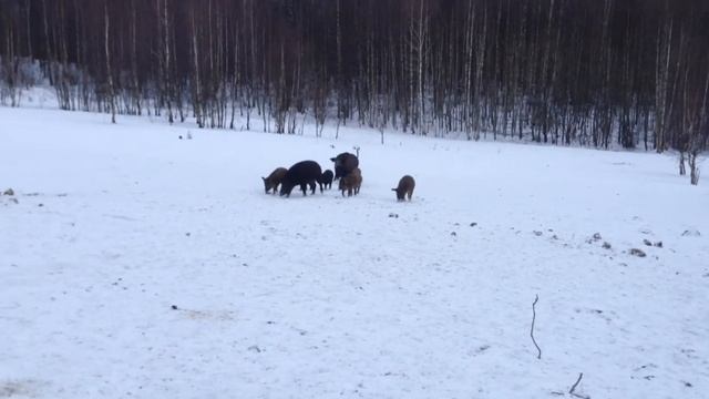 Кабаны выходят из леса!) смотреть онлайн
