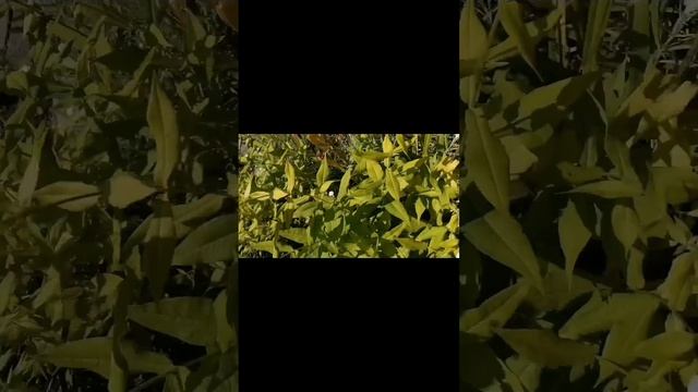 Дача. Немного личного ☺️Кстати, на мне хлопковый платочек, хлопок - батист, в размере 70х70.
