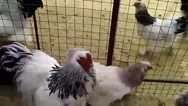 Цыплята Брама смотреть онлайн