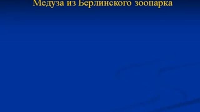 Морские Кишечнополостные.AVI