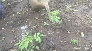 Удобрение помидоров нашатырным спиртом