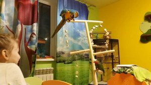 Попугай ара и кубинский амазон на прогулке