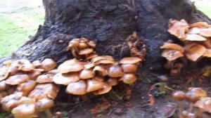 Wild Mushrooms . Edible or Not?