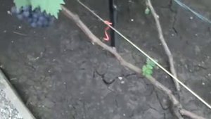 Мускат  розовый