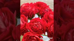 ПЕЛАРГОНИИ ЕСЕНИН И АЙСЕДОРА ДУНКАН // КОЛЛЕКЦИЯ ЛИПАТОВОЙ АНАСТАСИИ