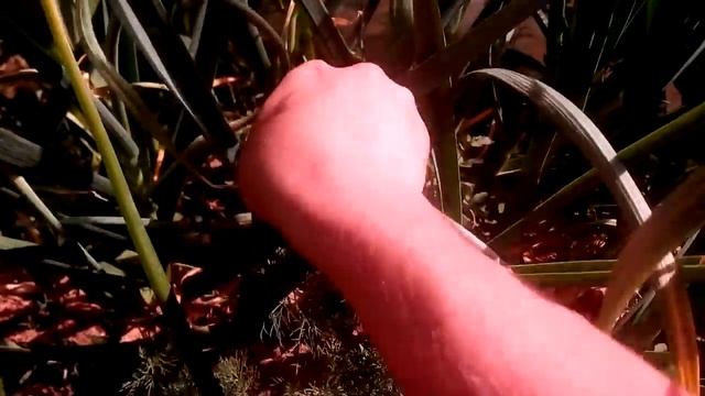 СТРЕЛКИ ЧЕСНОКА / Все советы в одном видео / Урожай чеснока на 40% ВЫШЕ / GARLIC